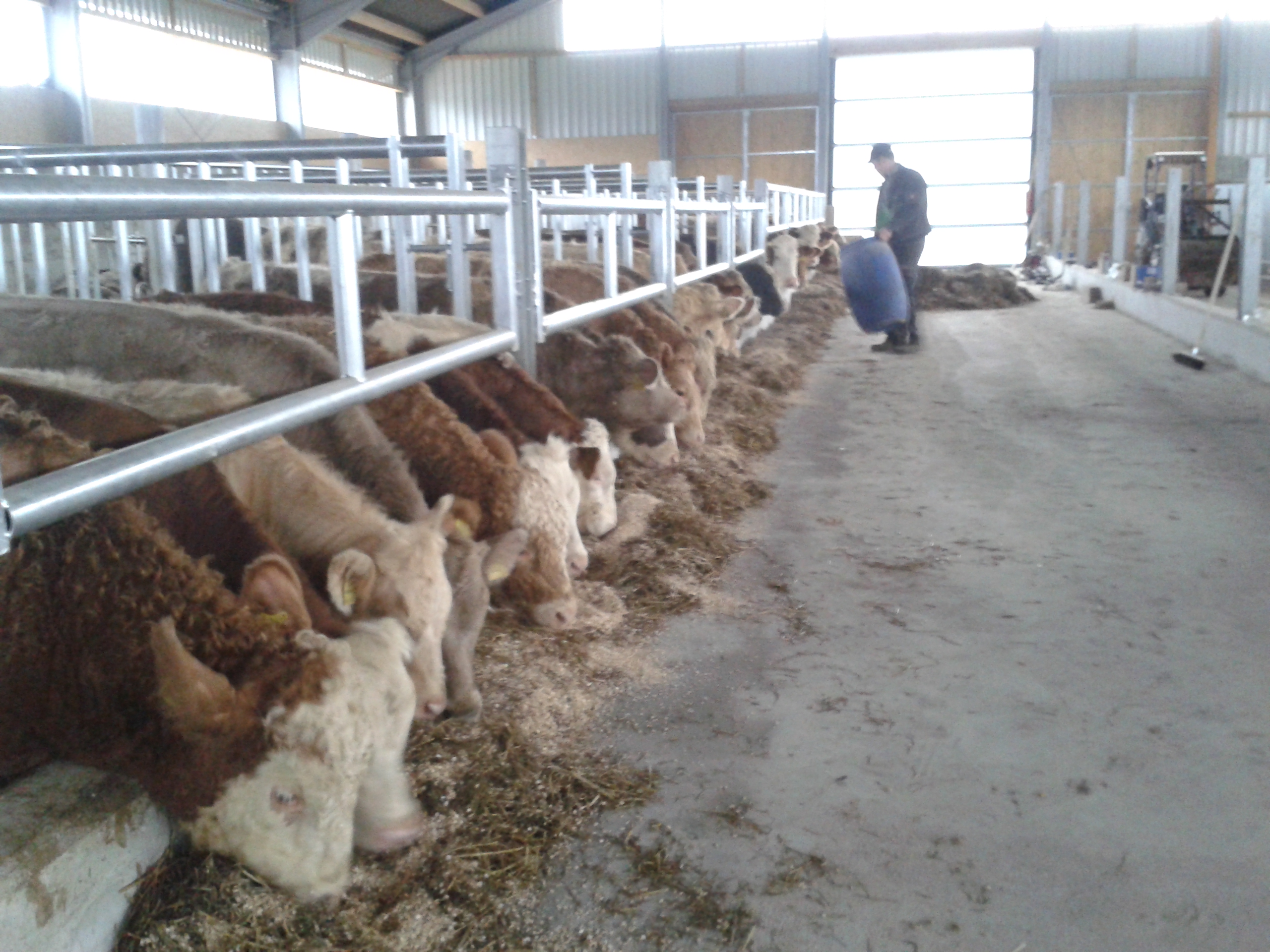 Einzug in den neuen Stall