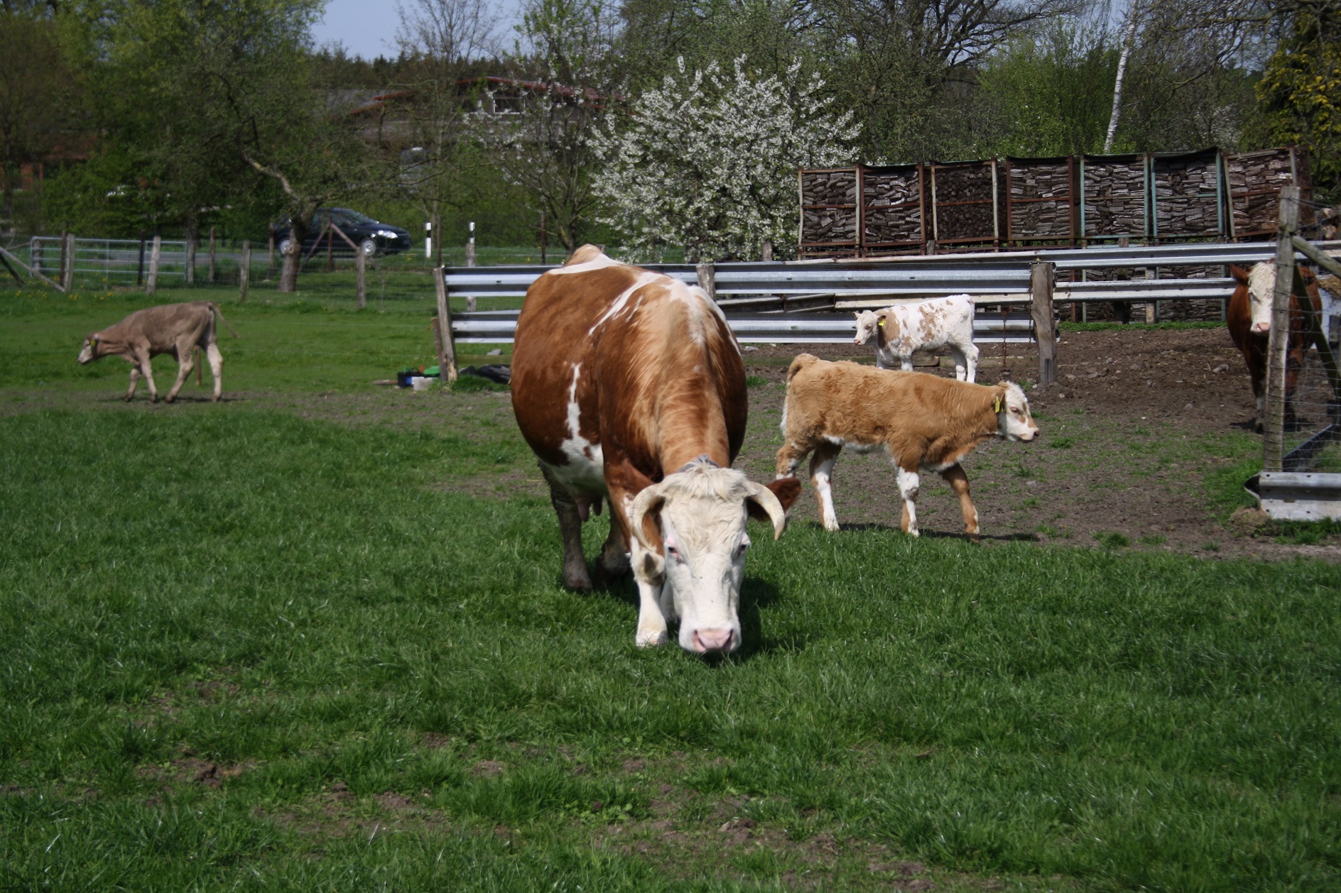 Mutterkuh mit Kälbern