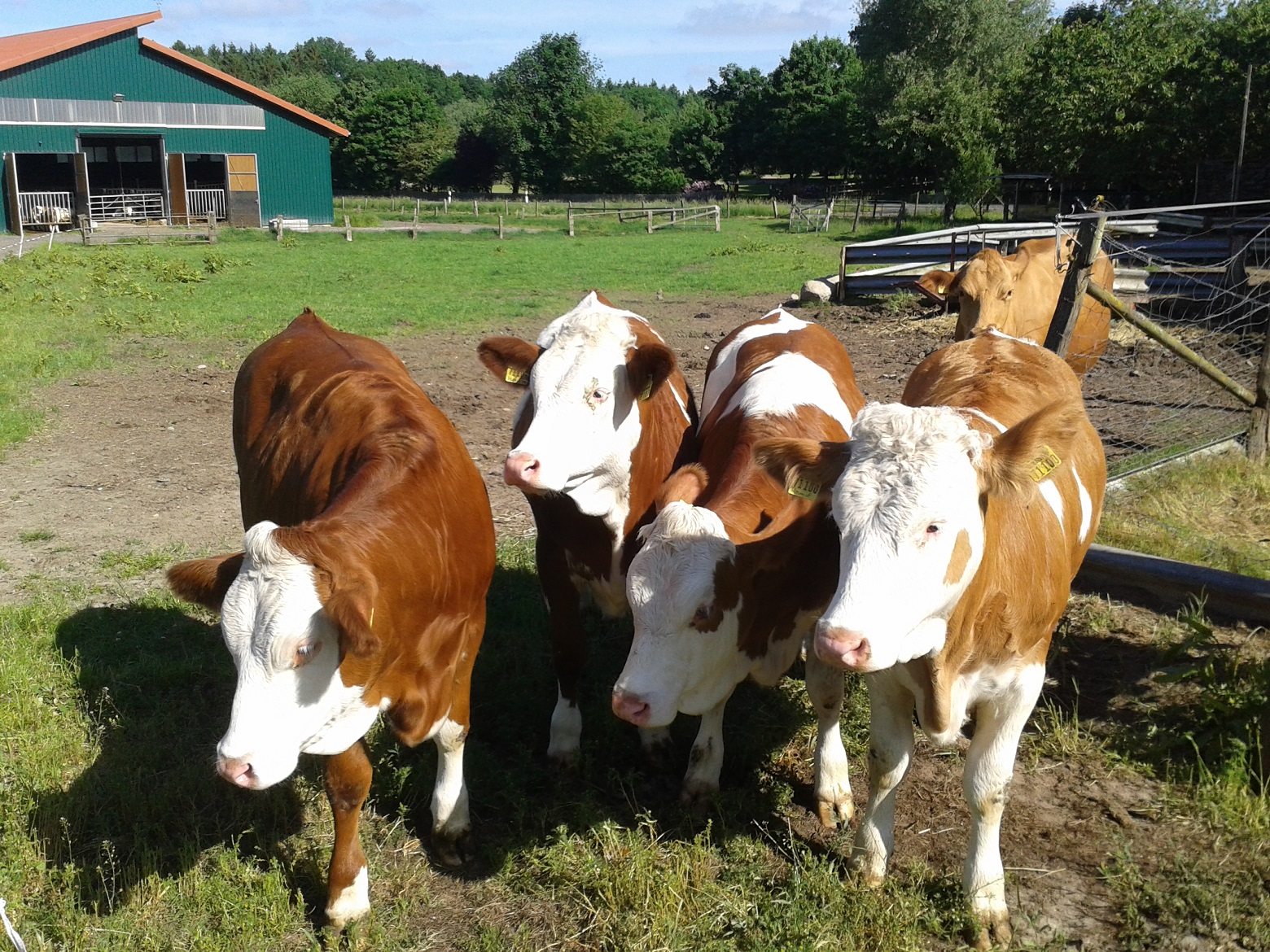 Färsen vor Bullenstall